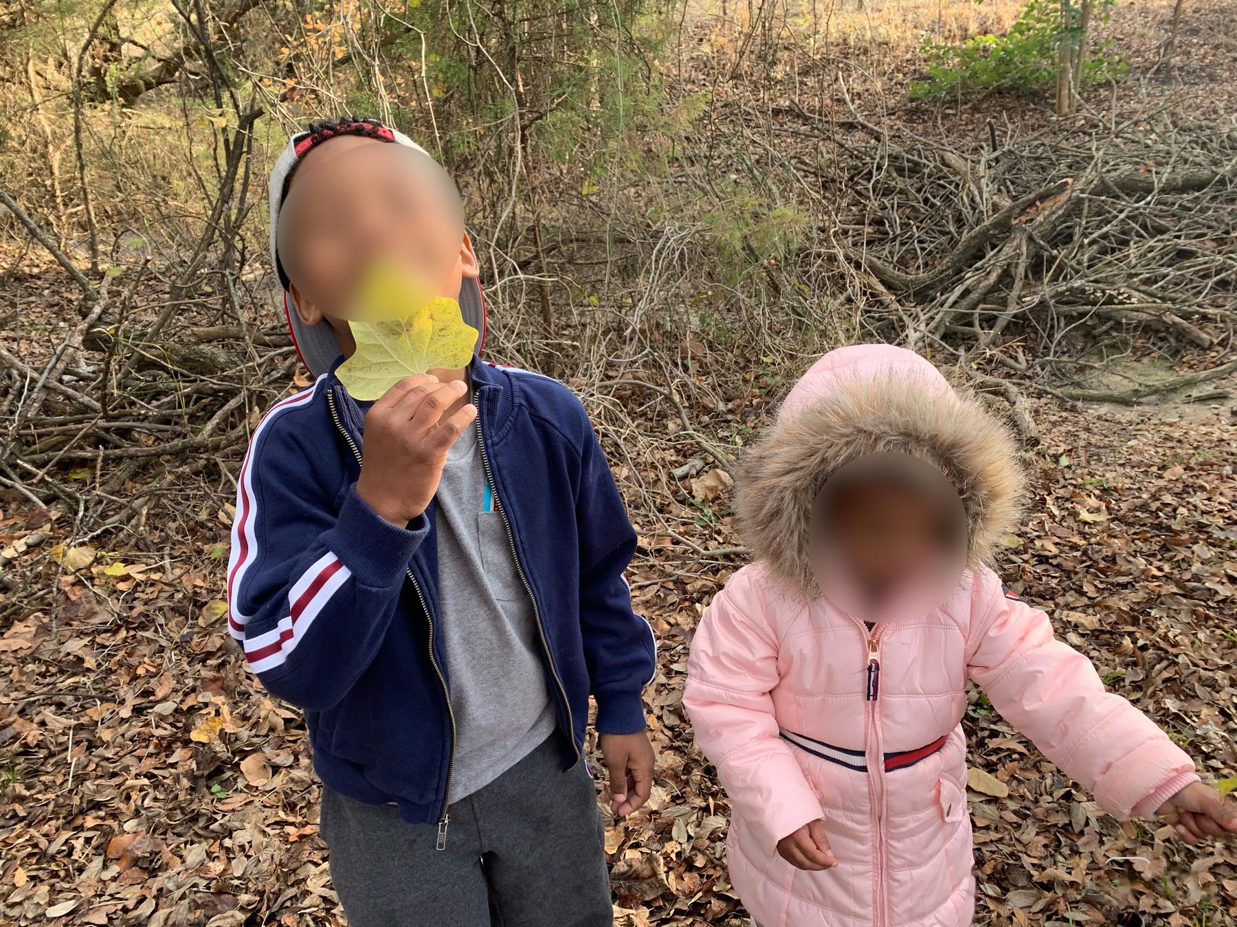 Nature exploration — collecting and classifying leaves